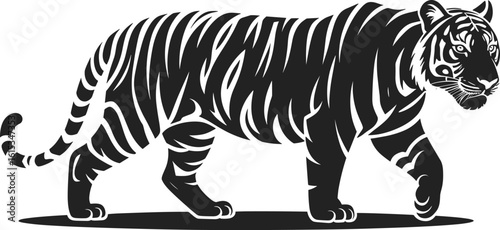 Majestic black tiger walking with bold stripes white