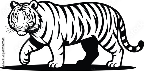 Majestic striped feline walking with powerful stride tiger animal