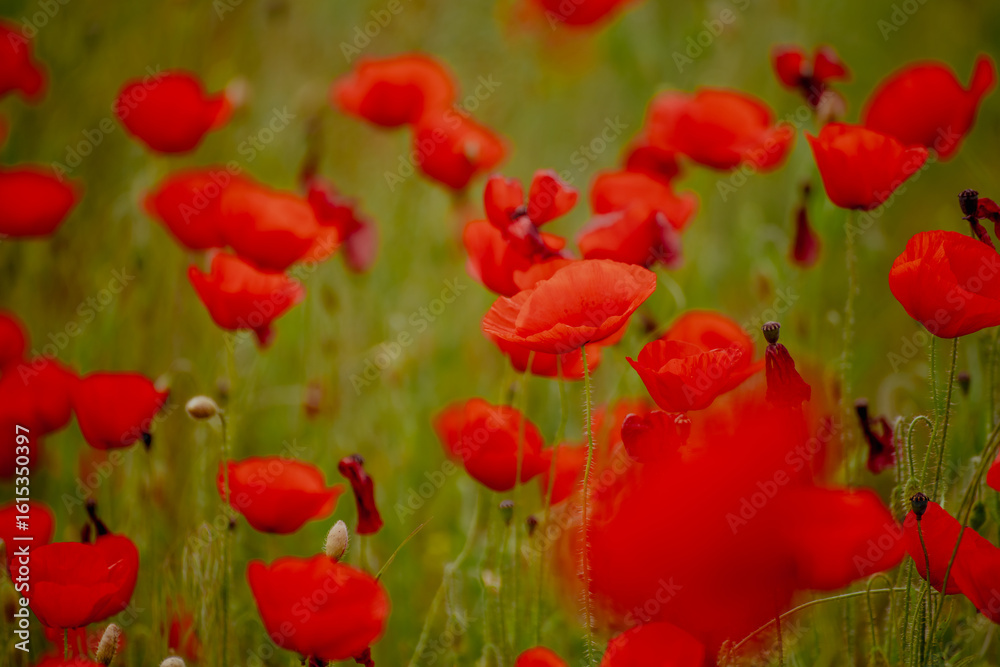 Obraz premium A vibrant field of red poppies in Kalmykia. The flowers bloom amidst lush green grass, creating a striking contrast in the landscape.