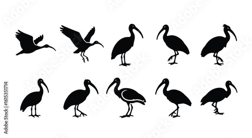 Vector silhouette illustration a silhouette of an ibis with a long, curved beak, isolated on white background