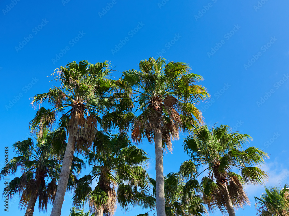 Fototapeta premium 夏の海岸の美しいヤシの木の風景