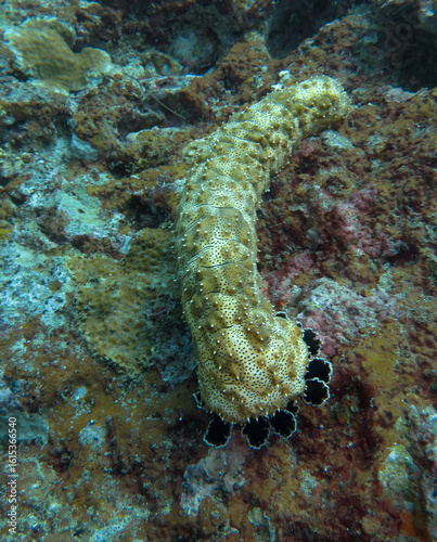 Sea cucumber crawling over a coral reef bottom in tropical ocean waters off the coast of Sumatra island