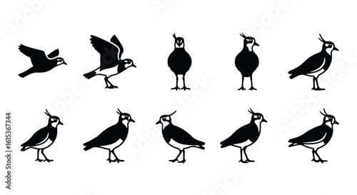 Vector silhouette illustration silhouette of a lapwing bird standing on its legs, isolated on white background
