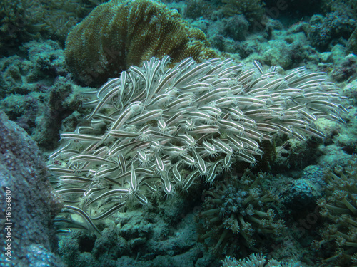Billede på lærred Dense school of juvenile striped eel catfish swimming closely together over a co