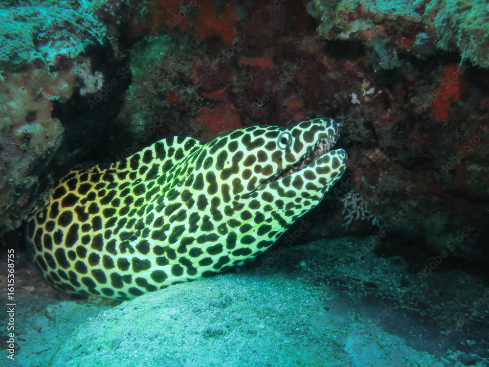 Honeycomb moray eel (Gymnothorax favagineus) peeking from a coral reef crevice in its natural underwater habitat. Recognizable by its striking black and white pattern resembling a honeycomb. Honeycomb moray eel (Gymnothorax favagineus) peeking from a coral reef crevice in its natural underwater habitat. Recognizable by its striking black and white pattern resembling a honeycomb.