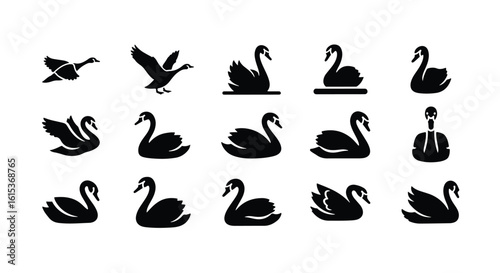 Vector silhouette illustration a collection of swan silhouettes in different poses, isolated on white background