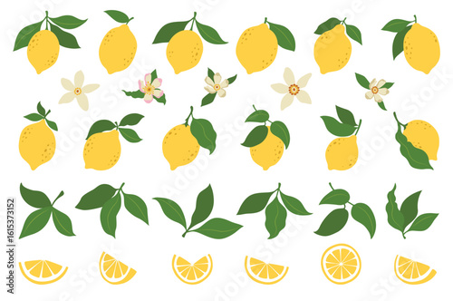 Lemons illustration, citrus fruits, green leaves, white flowers. Clipart set, yellow green colors. Baby shower design elements. Party invitation, birthday celebration. Spring or summer decoration set