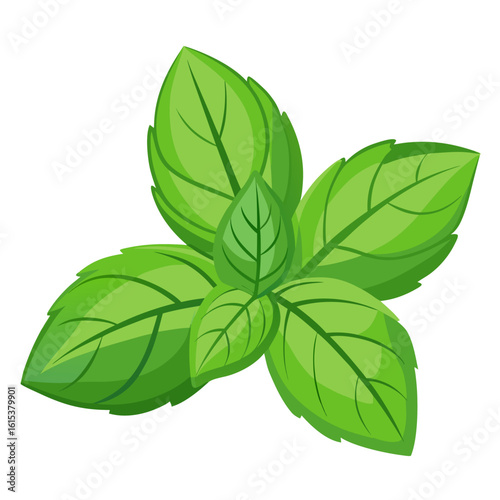 fresh basil isolated on white background