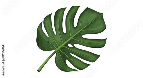 Monstera Deliciosa Leaf Vector Illustration on White Background