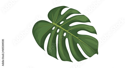 Detailed Monstera Deliciosa Leaf Vector Art Isolated on White