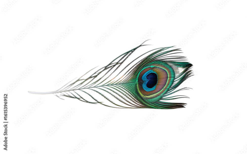 Obraz premium Peacock Feather Isolated on transparent Background