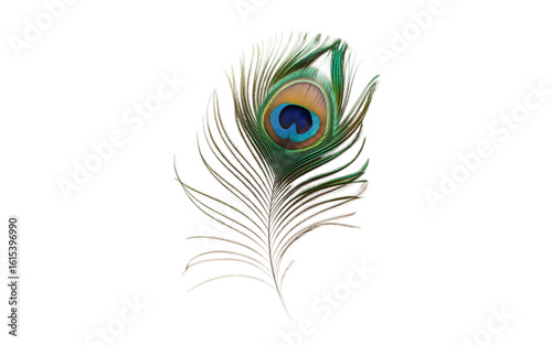Peacock Feather Isolated on transparent Background