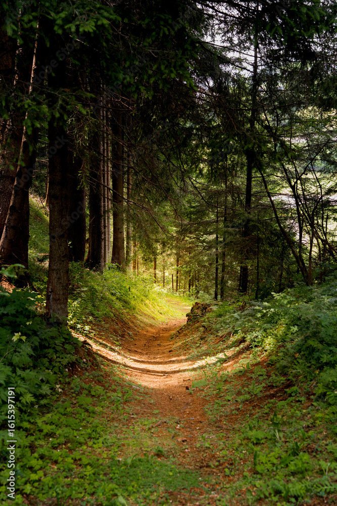 Fototapeta premium Walking or hiking path in a dense eerie dark forest in summer