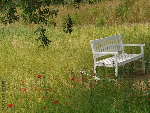 bench in the garden
