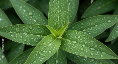 Dew-kissed leaves of a vibrant green plant, showcasing intricate details and water droplets.