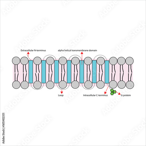 GPCR Structure and Function Alpha Helical Transmembrane Domain
