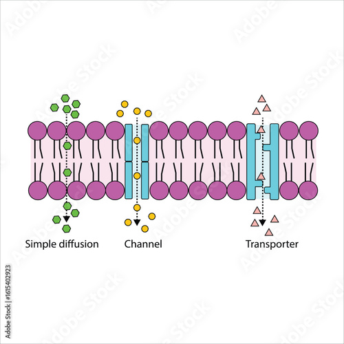 Cell Membrane Transport Processes