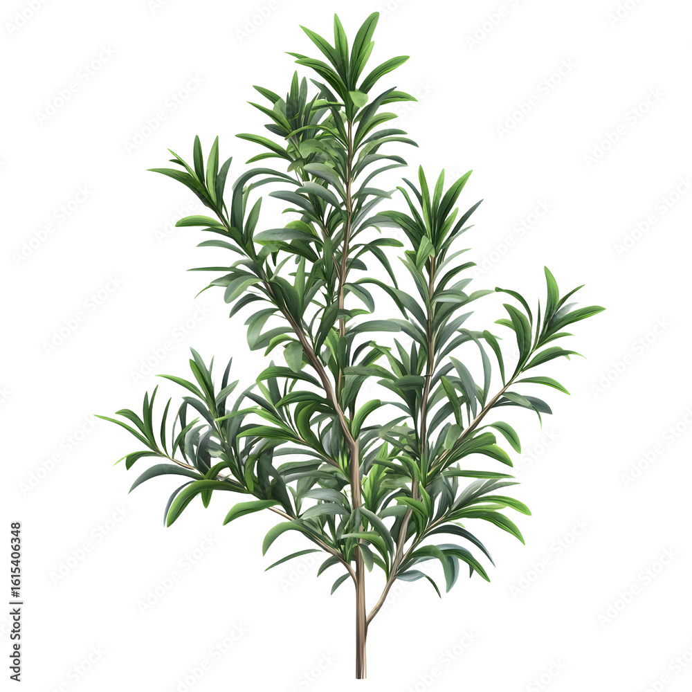 Fototapeta premium Vibrant Lush Green Podocarpus Plant Against Transparent Background