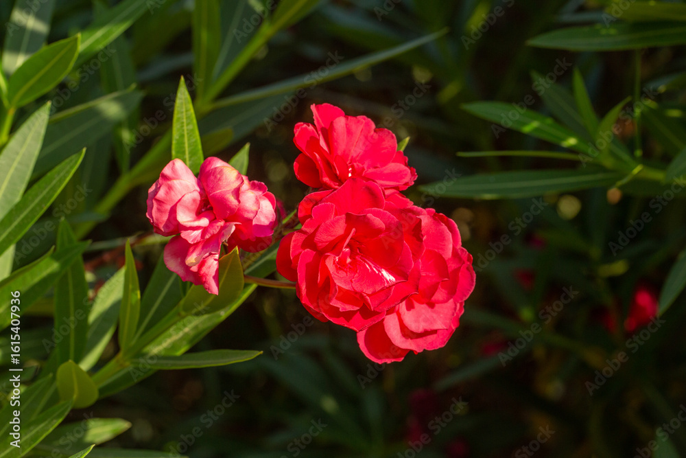 Bright red oleander flowers in full bloom, standing out against deep green leaves. A stunning tropical plant known for its vivid blossoms and evergreen foliage under warm sunlight. Bright red oleander flowers in full bloom, standing out against deep green leaves. A stunning tropical plant known for its vivid blossoms and evergreen foliage under warm sunlight.