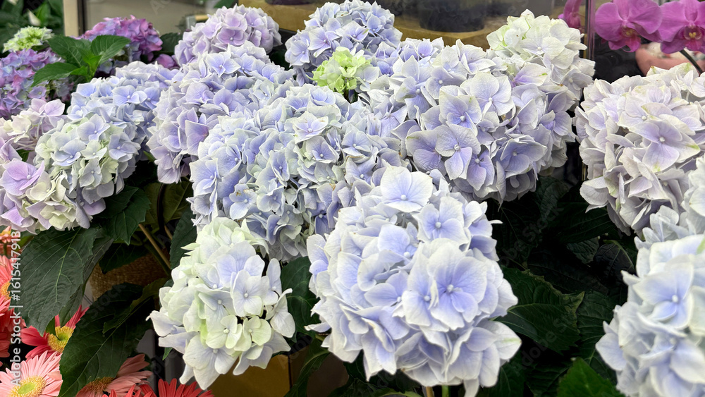 Obraz premium Beautiful hydrangea flowers in soft pastel colors blooming in a vibrant floral arrangement display