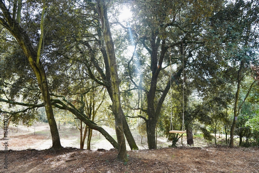 Wooden Swing Hanging in a Green Forest – Wide View.
Wooden Swing Hanging in a Green Forest – Wide View.
