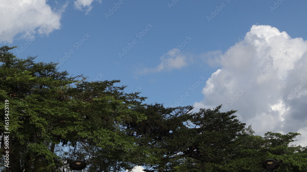 Obraz premium Tree blue sky, tree top against blue sky on a sunny day. Nature Indonesia. 