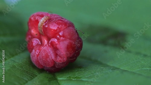 raspberry worm 