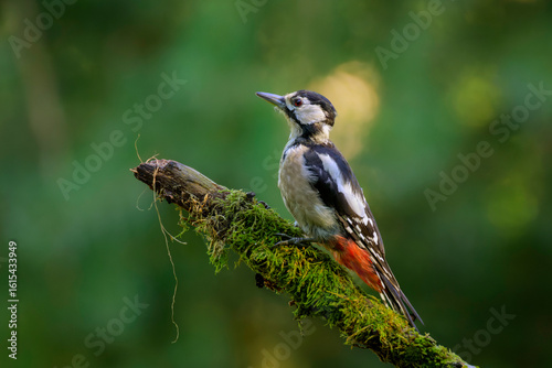 Great spotted woodpecker (Dendrocopos major) perched on a tree branch with mosses, Netherlands.