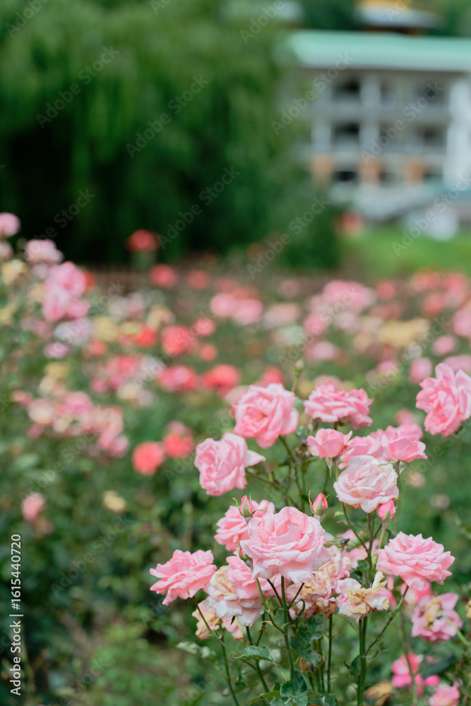 Pink roses in full bloom with soft background Pink roses in full bloom with soft background