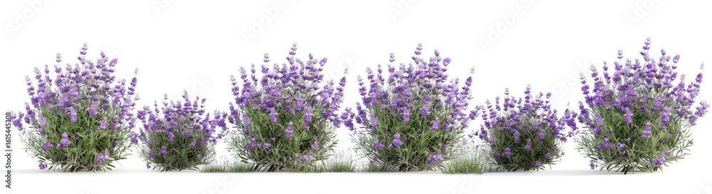 Obraz premium 4 lavender bushes with purple flowers in different shapes and sizes, isolated on white background