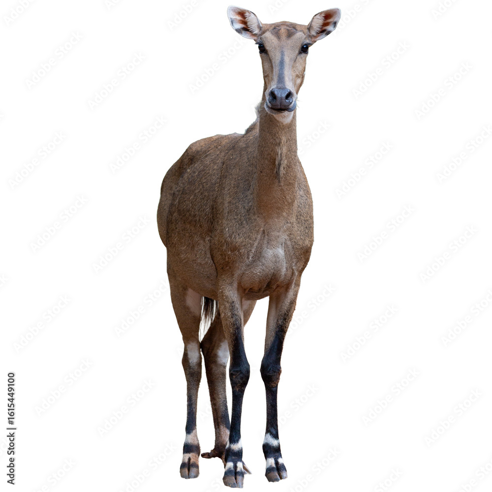 Obraz premium deer isolated on white background,