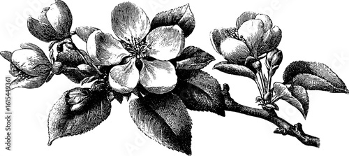 Vintage apple blossom on branch engraving for botanical art and design
