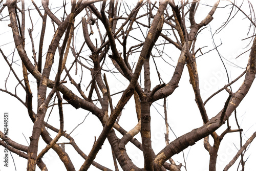 Dry tree branches isolated on white background