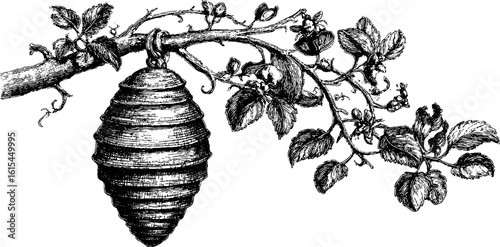 Vintage engraved illustration of beehive hanging from branch with leaves