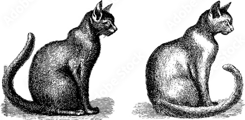 Engraved illustration of black cats sitting upright - vintage animal sketch for design