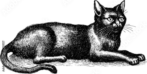 Vintage engraved illustration of a black cat resting - retro design for art and decor