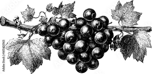 Vintage engraved illustration of blueberry cluster for retro design and decoration