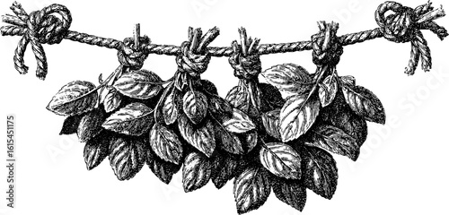 Vintage engraved illustration of a bundle of dried mint hanging on rope for herbal design