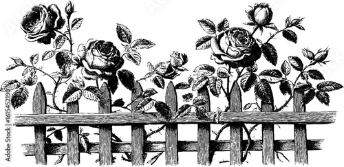 Vintage engraving of climbing rose on wooden fence - retro floral art for decorative design