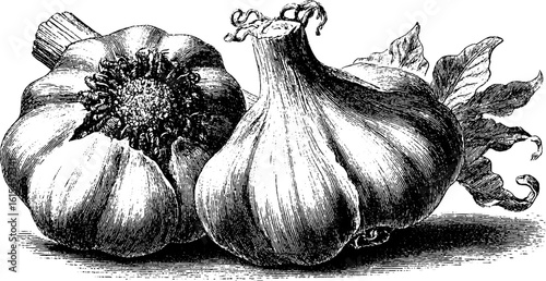 Vintage engraved illustration of garlic cloves and leaves for culinary design