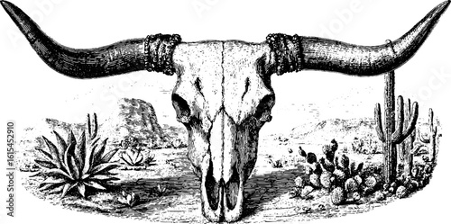 Engraved illustration of cow skull in desert setting for retro design and print