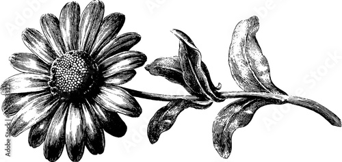 Vintage engraved daisy flower with stem sketch for retro design