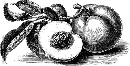 Vintage engraving of halved peach with pit and leaves for retro design art