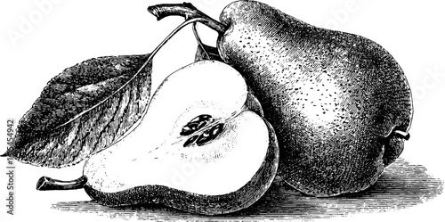 Vintage engraving of half sliced pear with leaf for retro design in print and decor