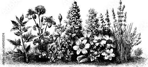 Intricate engraved herbal chart with handwritten elements for botanical design