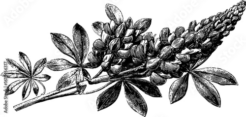 Detailed engraved illustration of lupine plant stem with leaves and flowers for botanical design