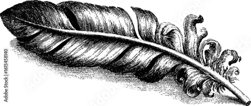 Detailed vintage engraving of pigeon feather on stone for decorative design