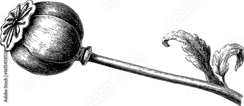 Engraved poppy seed head with long stem - retro botanical sketch for design