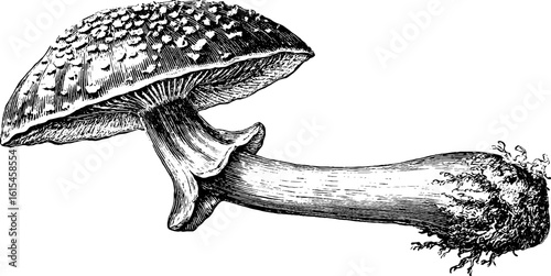 Vintage engraved illustration of porcini mushroom for retro design