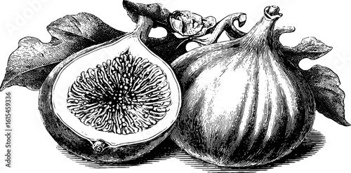 Vintage engraved illustration of ripe fig cut in half - retro botanical art design for print